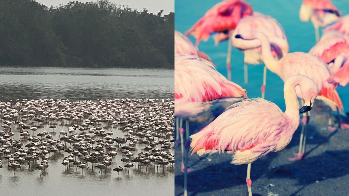 Harsh LED Lights At DPS Lake, Navi Mumbai, That Blind Flamingoes To Be Replaced With Yellow Bulbs