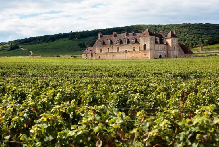 France Vineyards