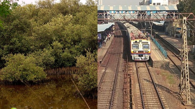 Bombay mangroves removal