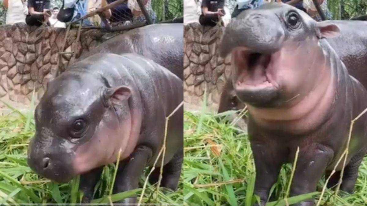 Moo Deng, Thailand’s Cuddly Baby Pygmy Hippo And Internet Sensation Is Now Being Patented