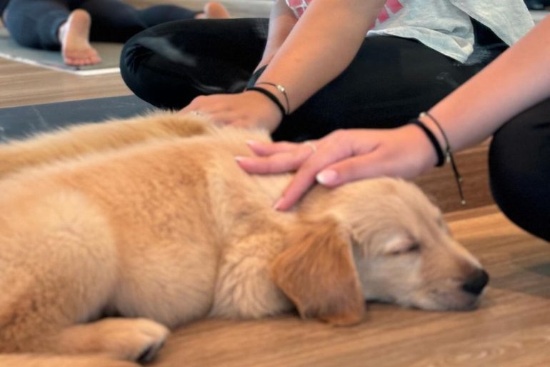 Puppy Yoga in Abu Dhabi