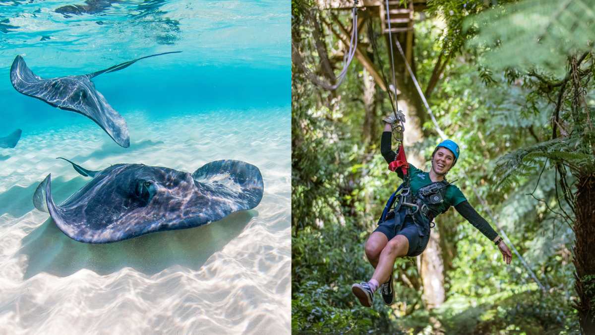 From Feeding Stingrays To Exploring Ancient Forests, 10 Things To Do In New Zealand