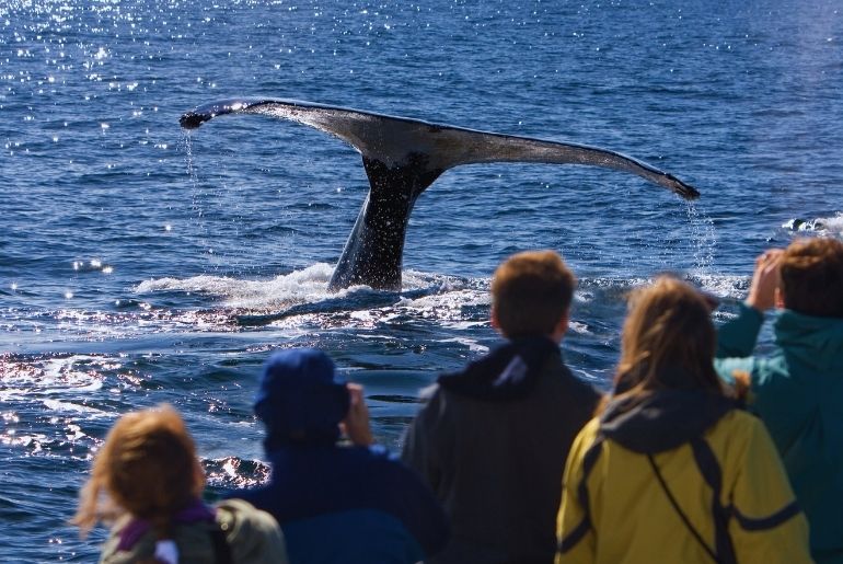 Whale-Watching Tahiti