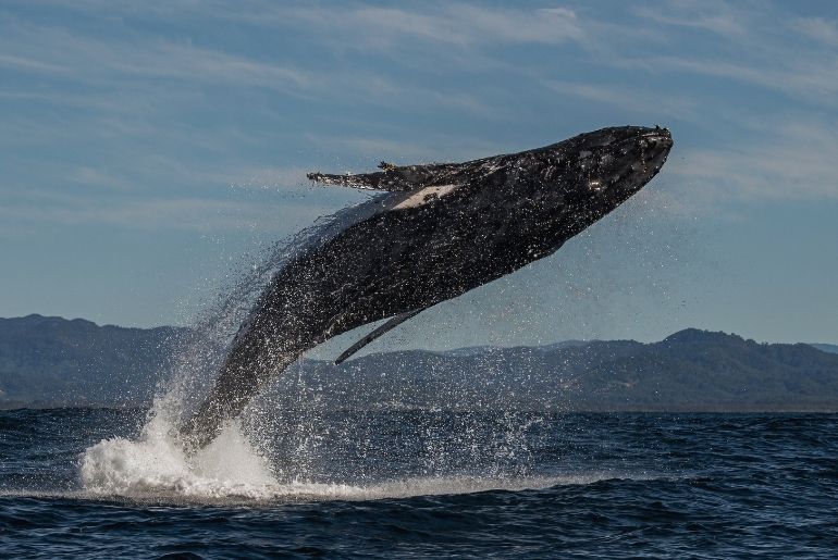 Whale-Watching Tahiti