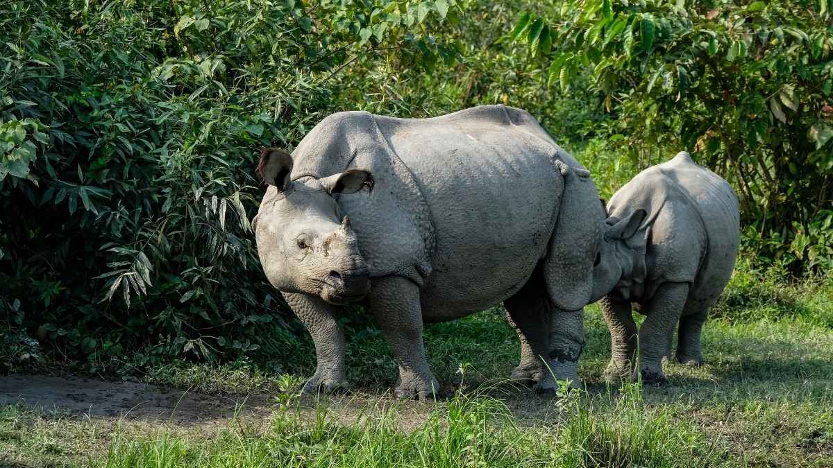 India Allocates ₹2,602 Crore For Wildlife Conservation, Cabinet Approves Integrated Development Of Wildlife Habitats Scheme