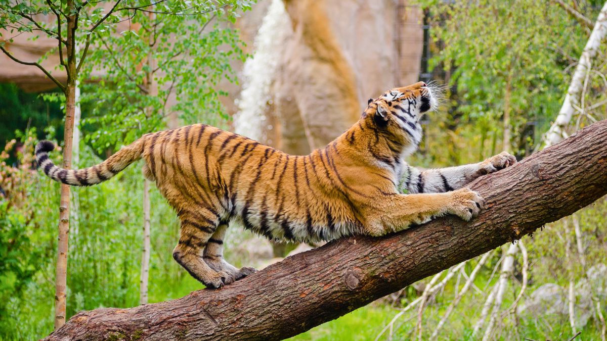 Telangana To Set Up A Massive 1,000-Acre Zoological Park Near Hyderabad To Boost Tourism In The State