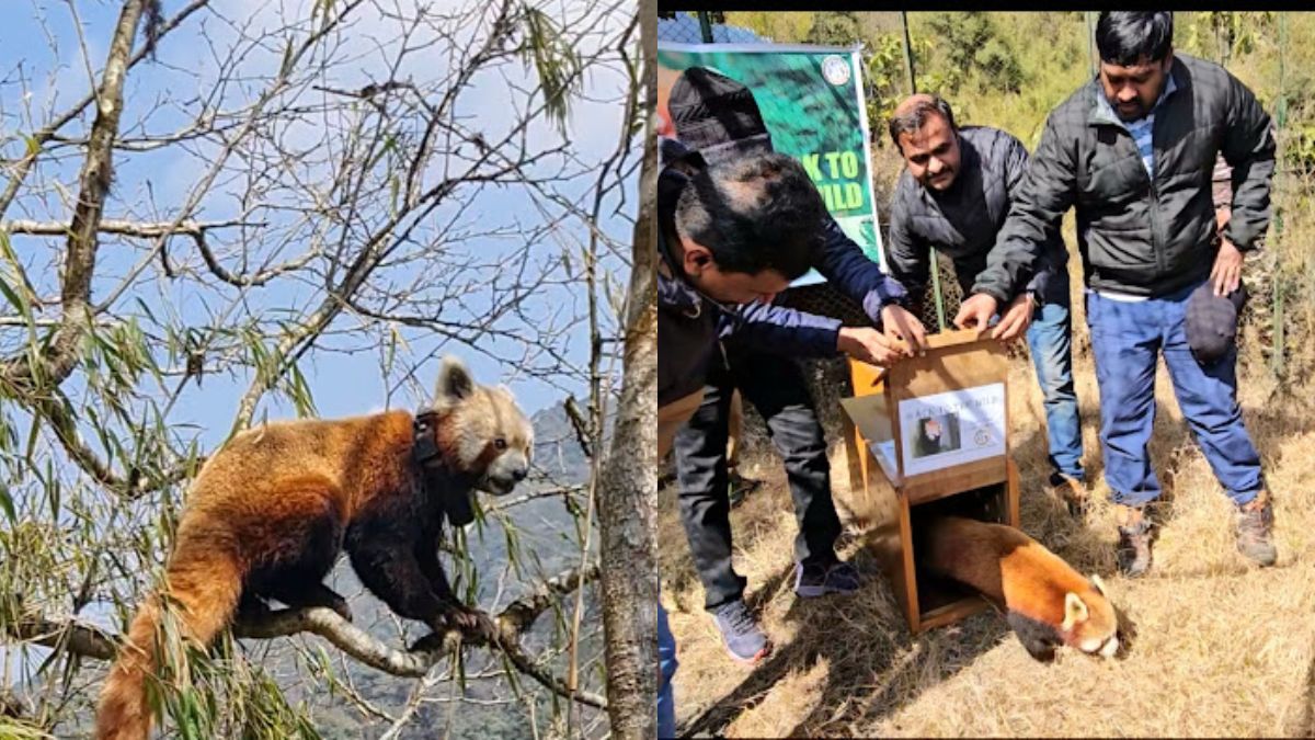 Padmaja Naidu Himalayan Zoo’s Red Panda Initiative In Darjeeling Finalist For 2024 WAZA Conservation Award