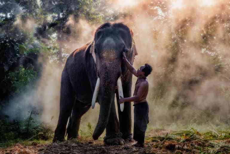 elephant Bihar 