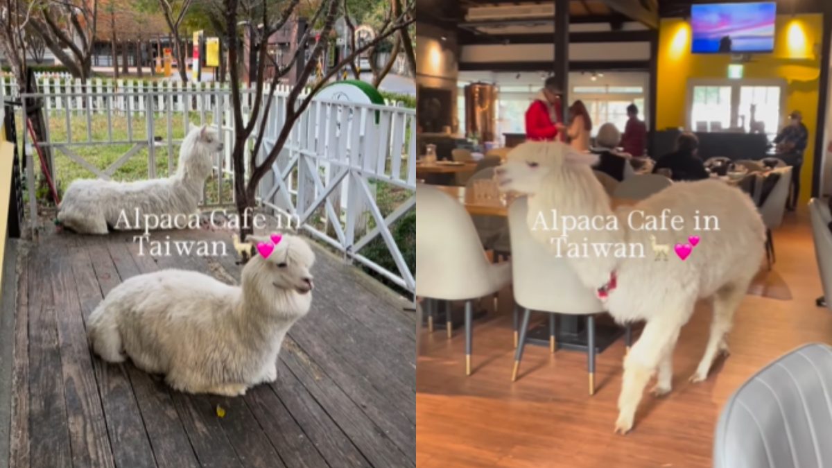 Cafe Or Petting Zoo? Netizens Have Mixed Feelings Towards The Viral Alpaca Cafe In Taiwan!