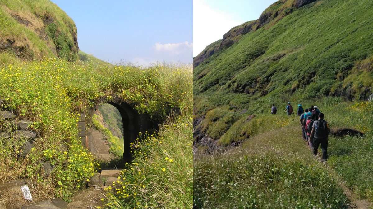 Trek To Ratangad, A Hidden Jewel Of The Sahyadri Mountains Covered In Wildflowers; Dates To Cost, All You Need To Know!