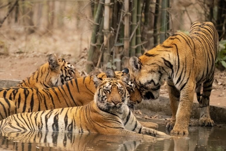 tadoba national park