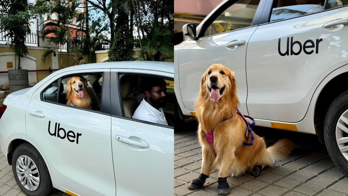 Bengaluru, Uber Pet Is Now Available In Your City! Take Your Furry Friends Along For The Ride, Literally!