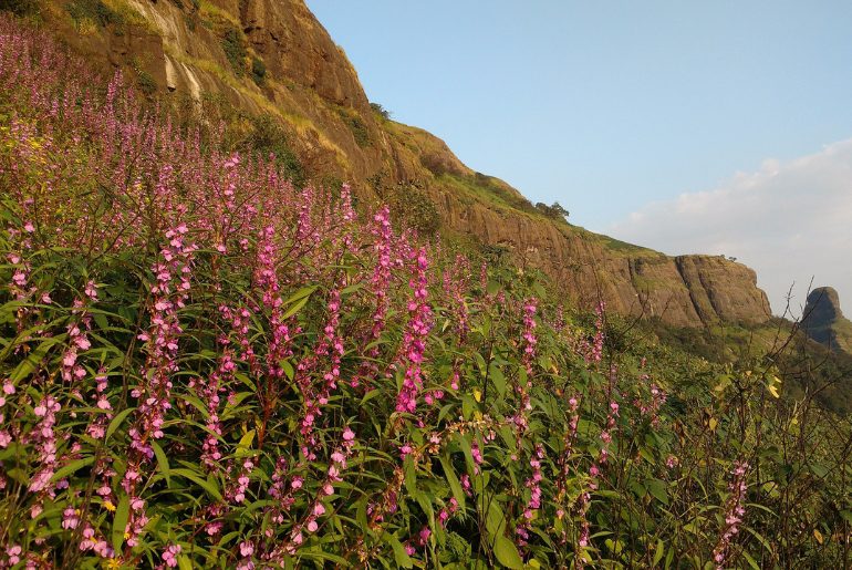 wildflowers