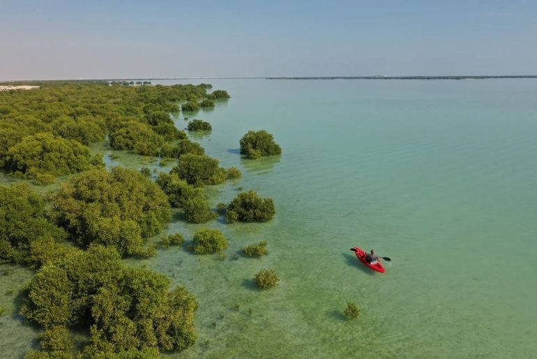 Al Thakira Mangroves of Qatar