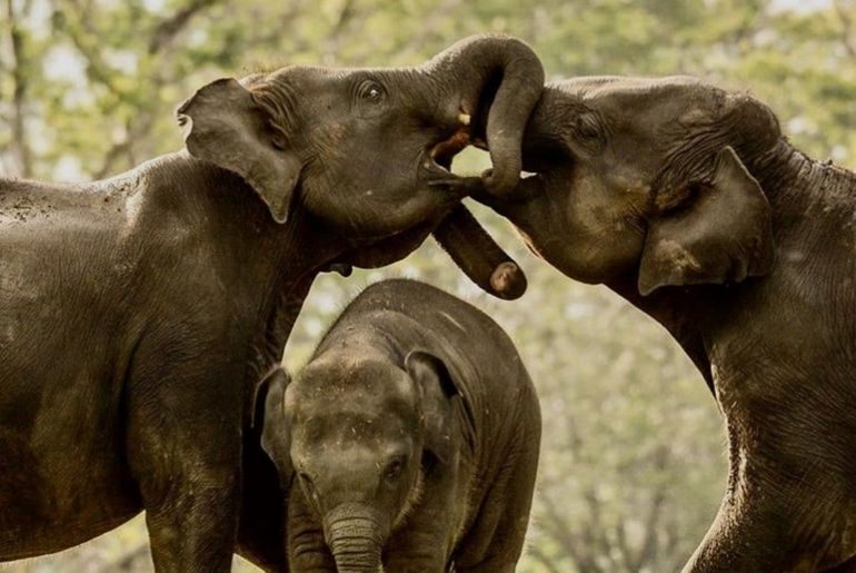 Elephant Transit Home at Udawalawe