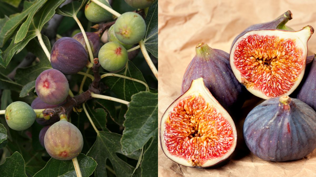 Are Figs Vegetarian-Friendly Or Not? Here’s All You Need To Know