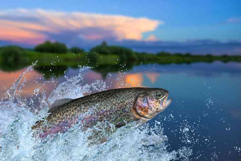 Himachal Pradesh trout fishing ban