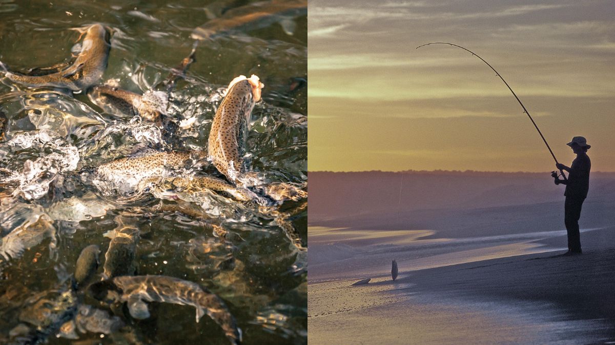 Himachal Pradesh Imposes Four-Month Ban On Trout Fishing; Here’s Why