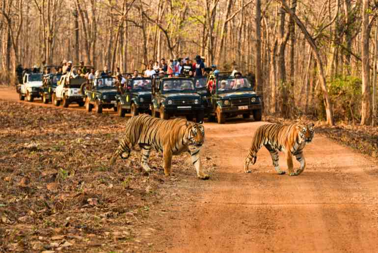 seaplane Tadoba Andhari Tiger Reserve