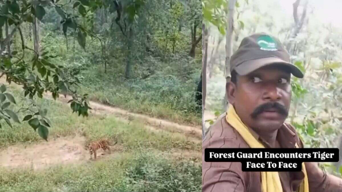 Video Of Forest Guards Encountering A Tiger At Satpura Tiger Reserve In MP Goes Viral; Netizens Say, “I Would’ve Fainted”