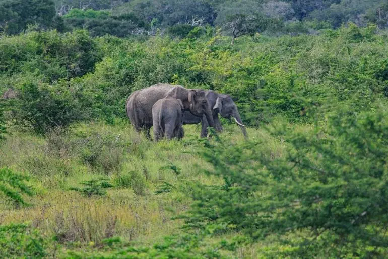 Wilpattu National Park in Sri Lanka