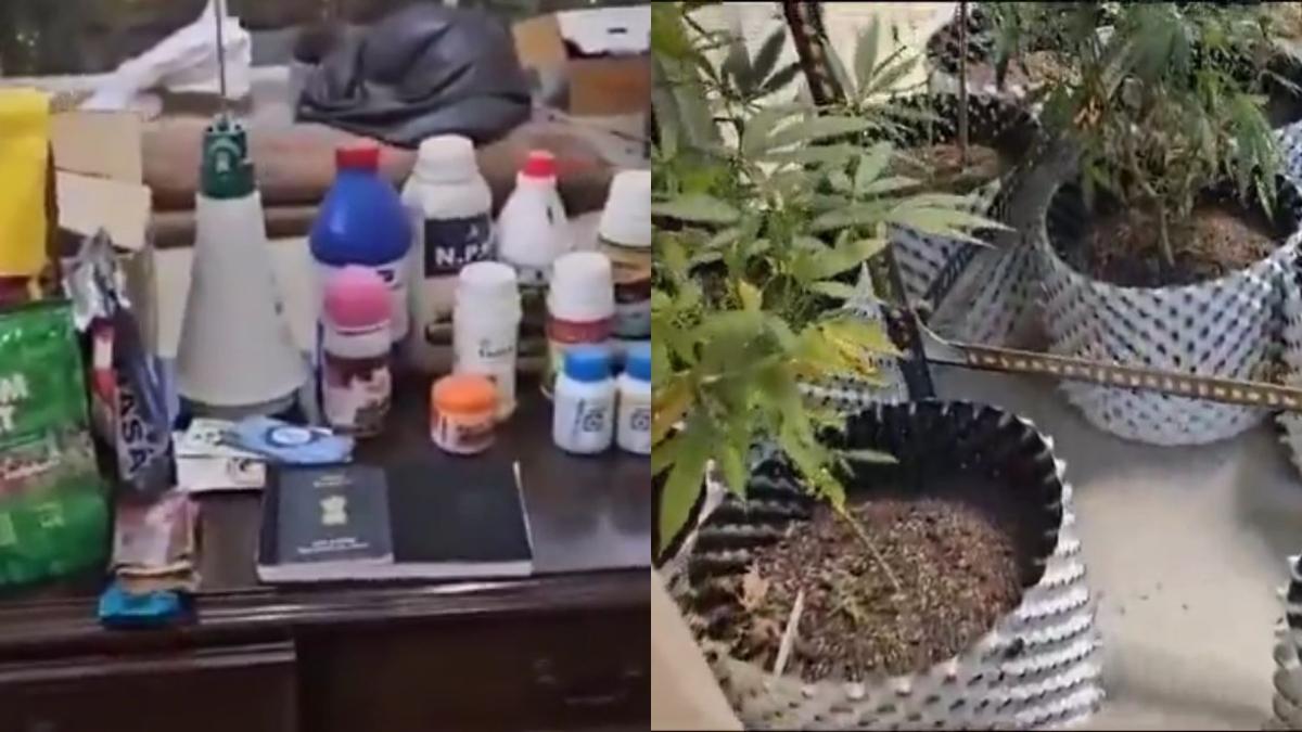 After Bengaluru, Greater Noida Police Arrests Man For Allegedly Cultivating Cannabis In His Flat & Selling It On Dark Web