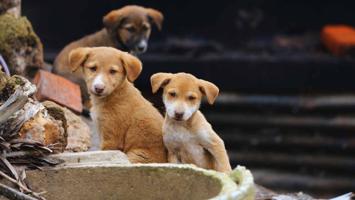 Over 1000 Stray Dogs In Bengaluru Are Fed Daily Thanks To BBMP’s New Campaign With 100 Hotels In The City