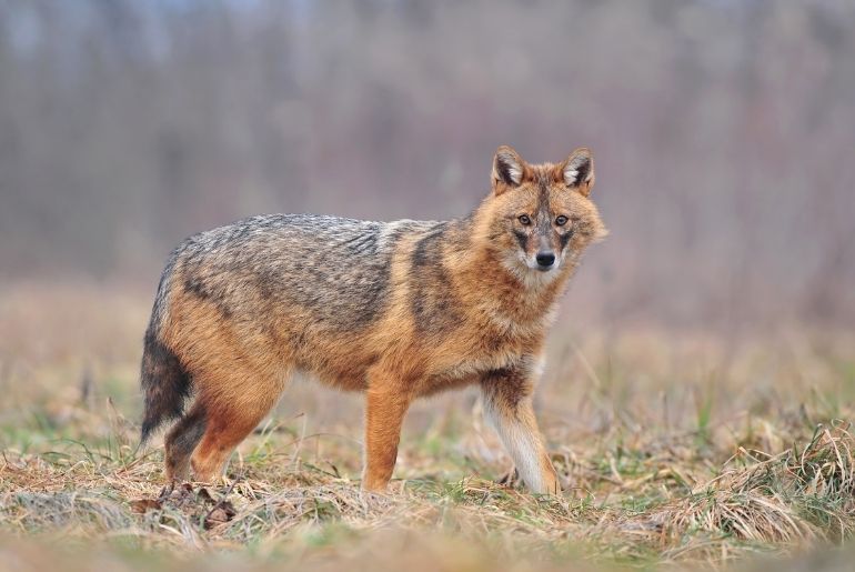 mumbai golden jackals