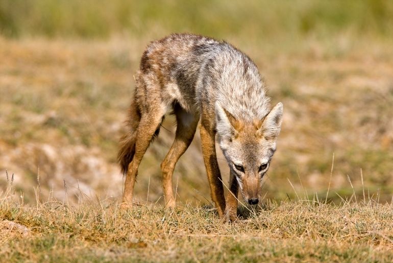 mumbai golden jackals