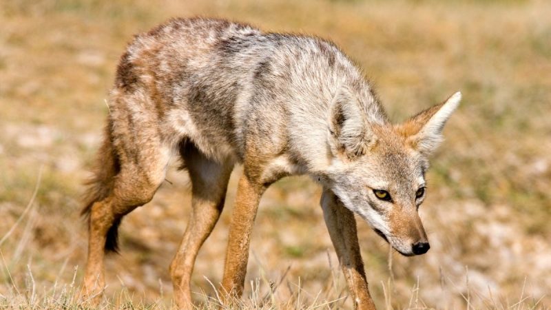 mumbai golden jackals