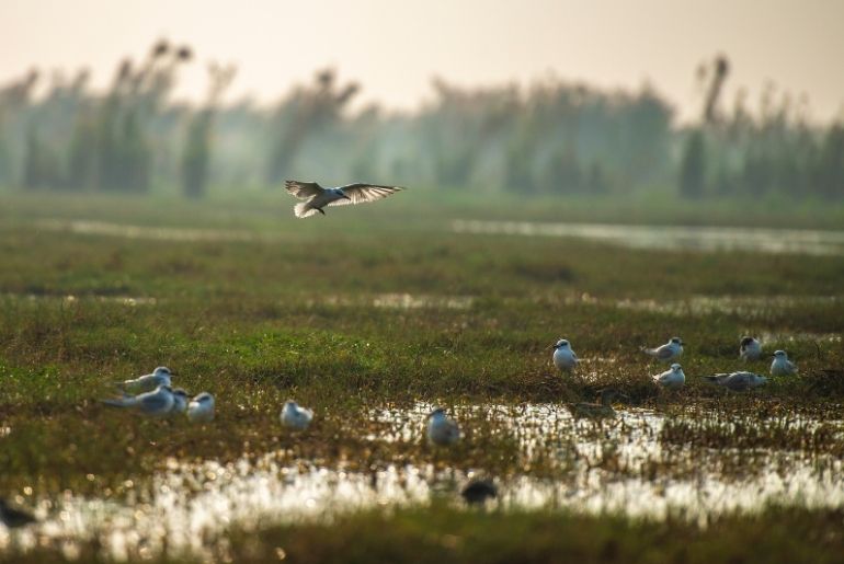 prayagraj bird festival