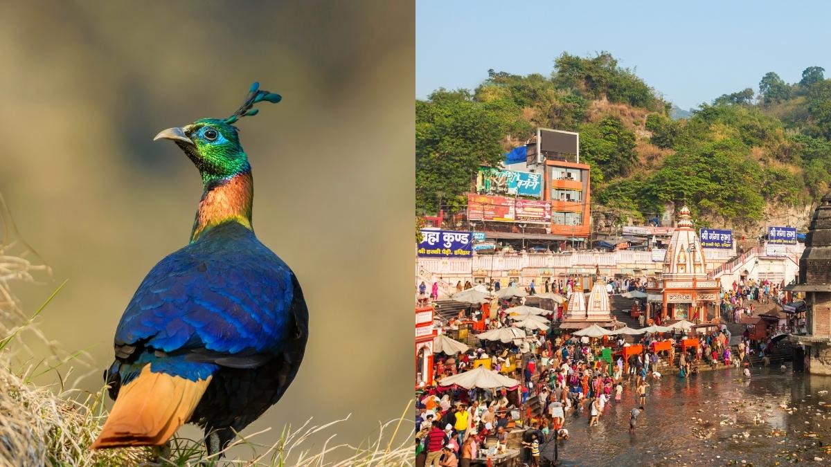 Mahakumbh 2025: Prayagraj To Host A 2-Day Bird Festival As Part Of The Kumbh Mela