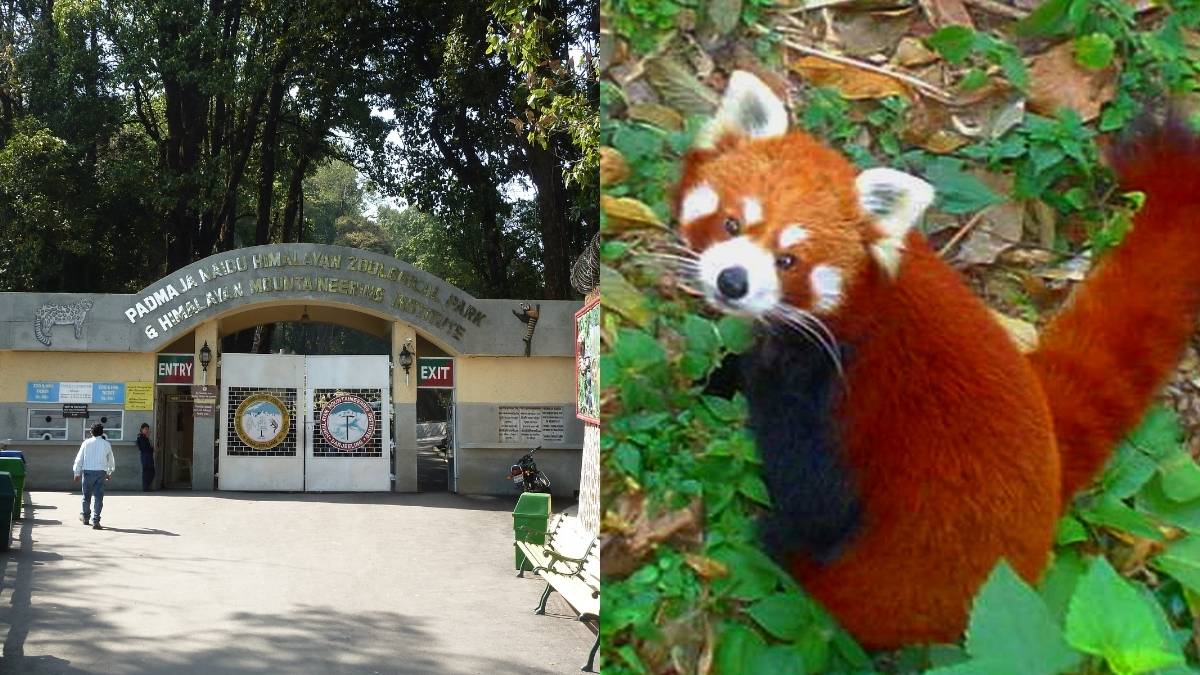 Darjeeling Zoo Shortlisted For A Global Award For Its Red Panda Conservation Programme; Schedule To Entry Fee, All You Need To Know