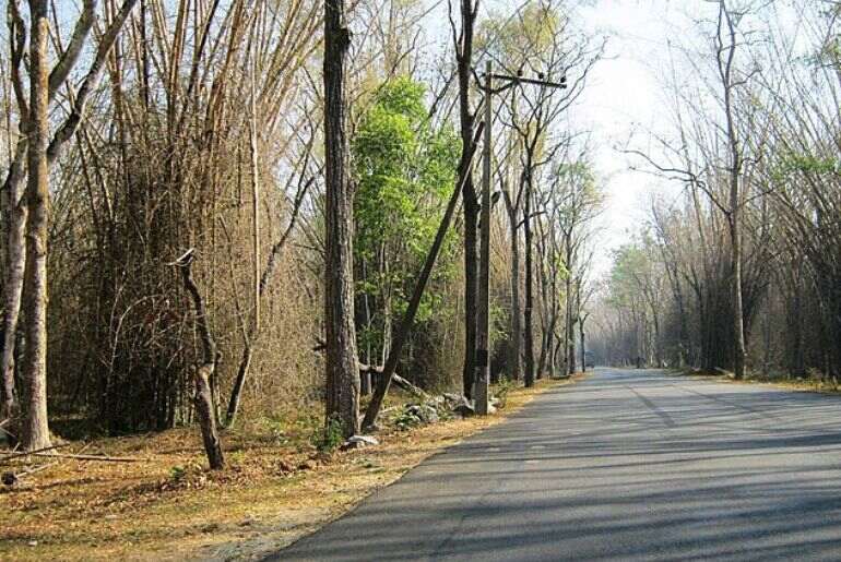 Tunnel In Bandipur