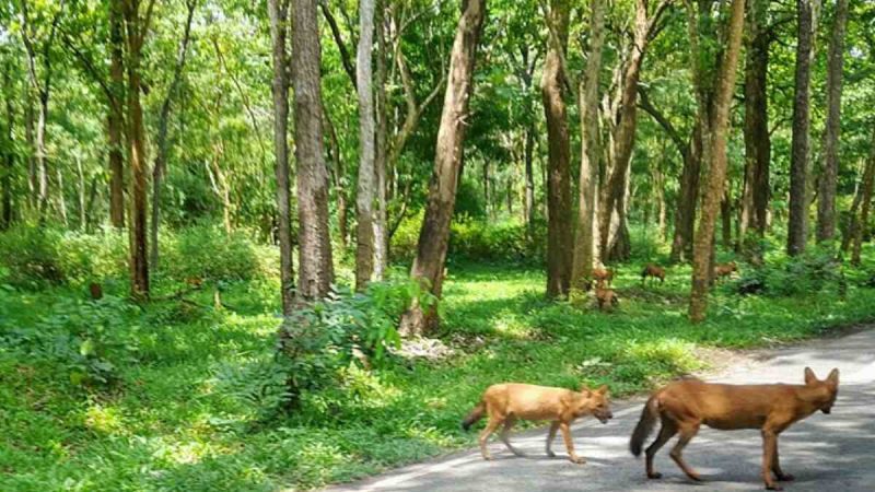 Tunnel In Bandipur