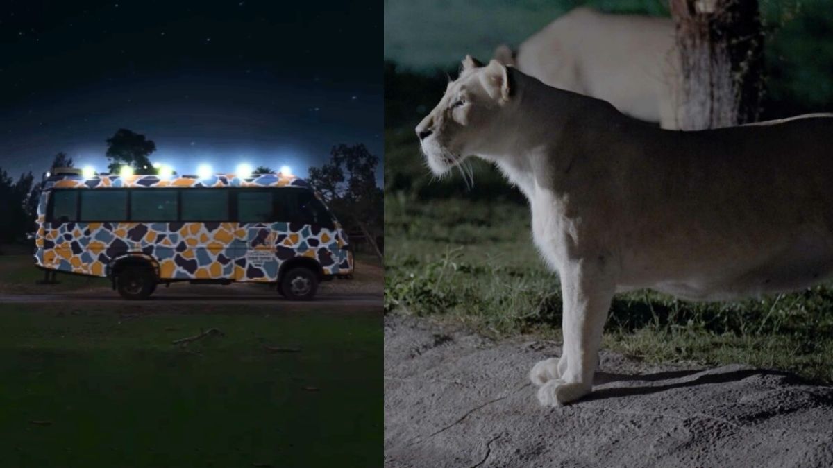 Dubai Residents Will Be Able To Enjoy A Night Safari At Dubai Safari Park With Extended Timings, African Fire Show & More!