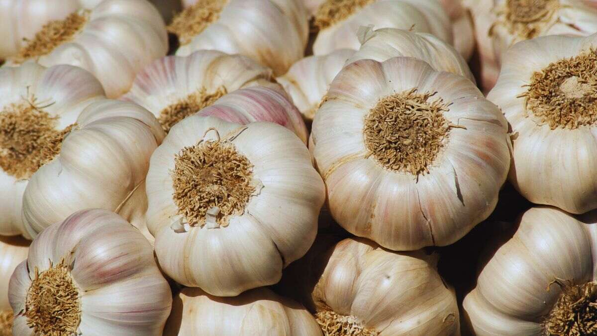 Tamil Nadu: Food Safety Officials Seize 330 Kg Of Toxic Chinese Garlic; Here’s How To Identify The Garlic