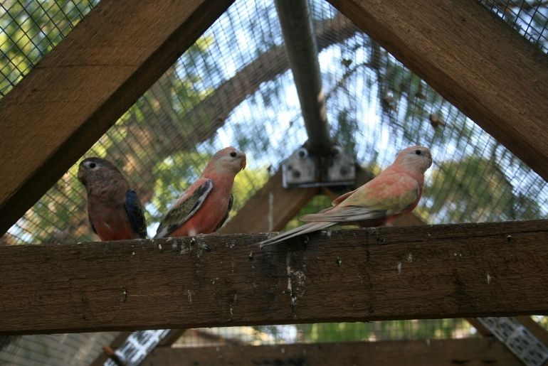 Mumbai bird park