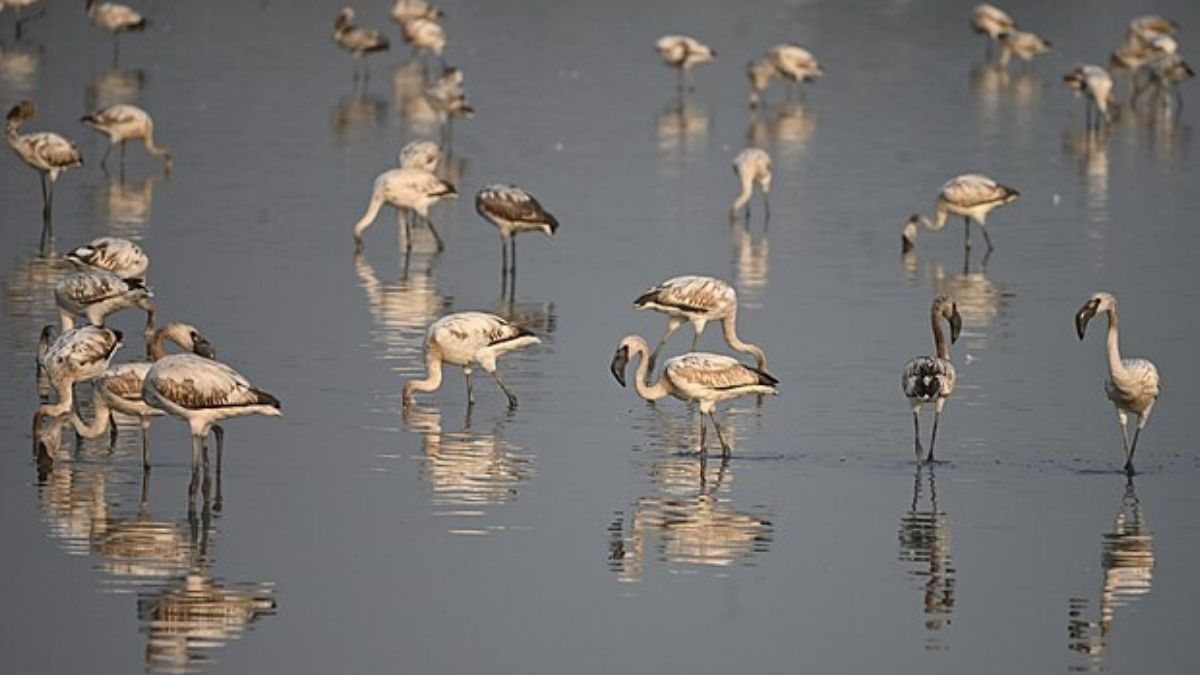 Mumbai Creeks Bathed In Pink As Flamingos Start Arriving In Fewer Numbers This Year, Concerning Environmentalists