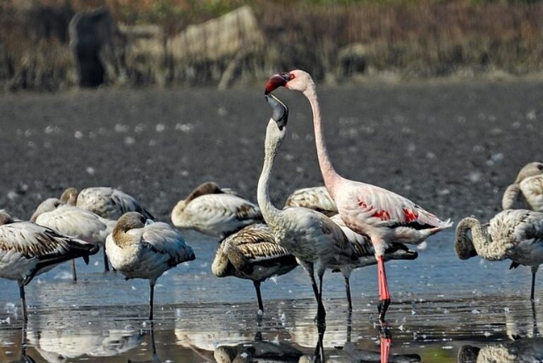 flamingos navi mumbai