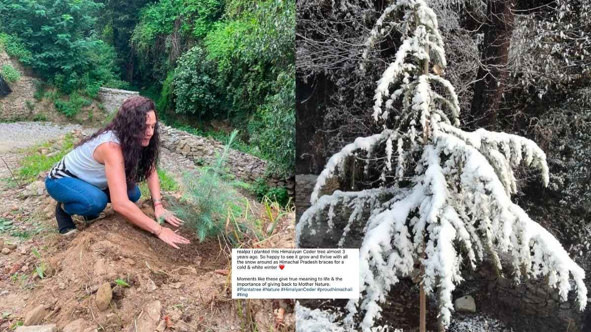 Bollywood Actress Preity Zinta Gave Us A Peek Into Her Self-Grown, Snow-Covered Cedar Tree, All The Way From Shimla