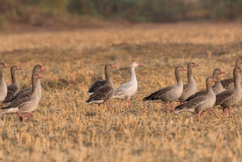 Ahmedabad bird watching