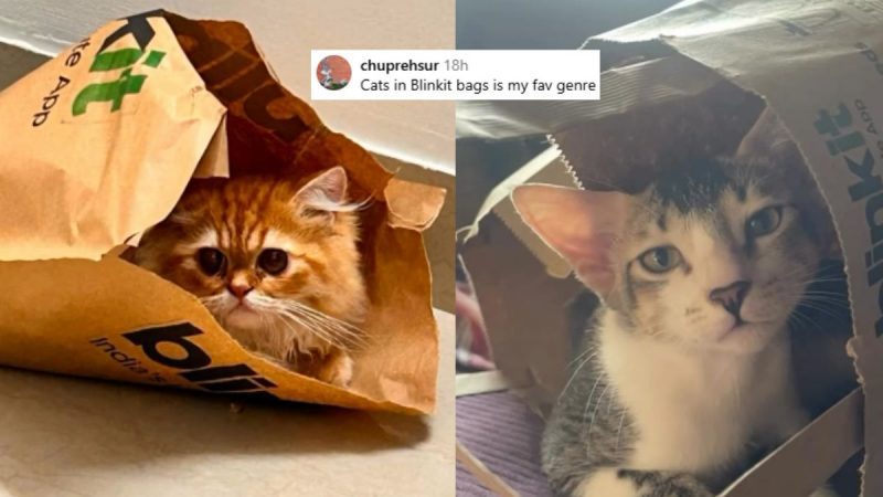 Cats In Blinkit Bags