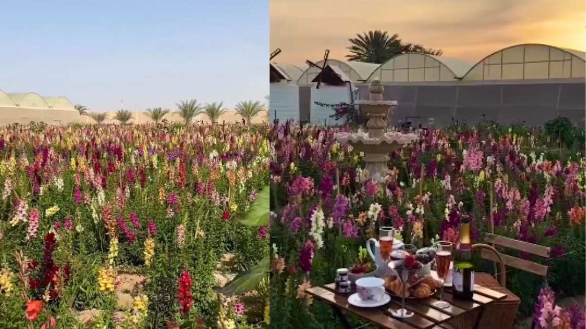 For Just AED 10, You Can Now Explore A Beautiful Flower Farm, Just 30 Mins Away From Abu Dhabi City!