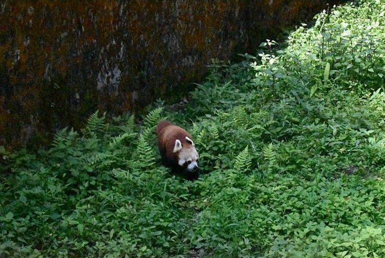 Free Things In Darjeeling