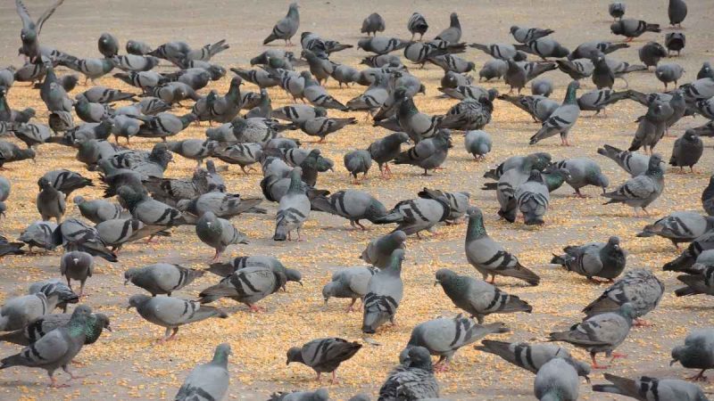 Invasive birds abu dhabi