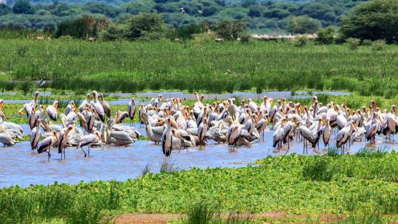 Mulund Bird Park