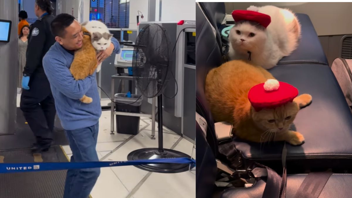 From NYC To Paris: How Cats, Sponge Cake And Donut Took A 7-Hour Flight Like Pros!