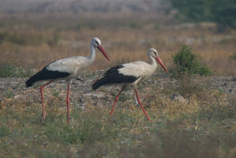 Nalsarovar