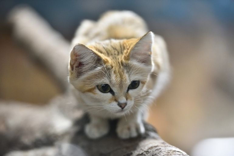 Sand Cat